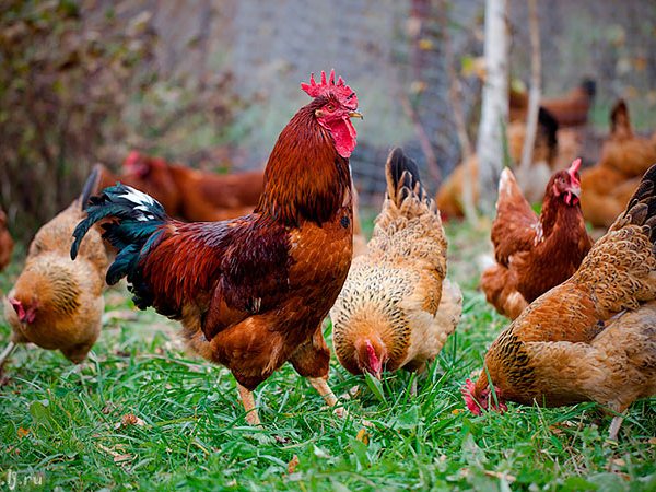 Породы куриц | ЗооТом - продажа, вязка и услуги для животных в Зеленогорске