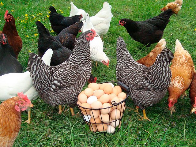 Содержание кур и уход за ними | ЗооТом - продажа, вязка и услуги для животных в Зеленогорске