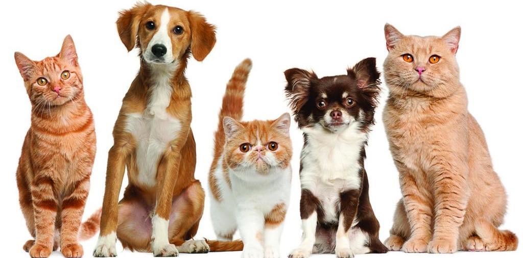 Доска объявлений о животных | ЗооТом - продажа, вязка и услуги для животных в Зеленогорске