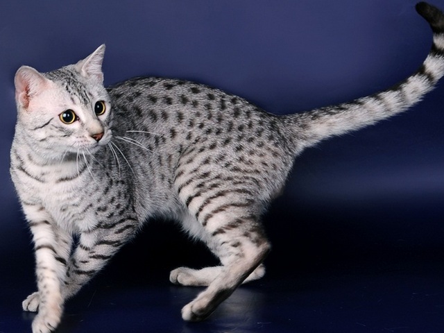 Породы кошек в Зеленогорске | ЗооТом портал о животных