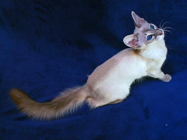 Выведенные породы кошек в Зеленогорске | ЗооТом портал о животных