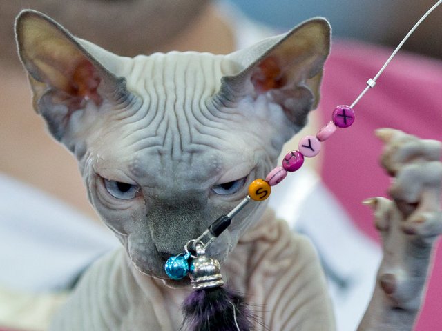 Выставки кошек в Зеленогорске | ЗооТом портал о животных