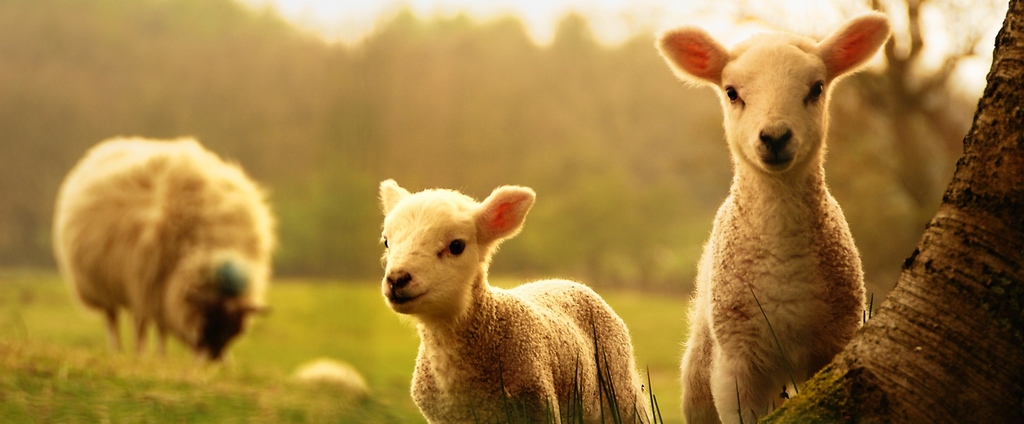 Объявления о сельскохозяйственных животных | ЗооТом - продажа, вязка и услуги для животных в Зеленогорске