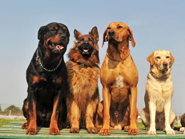 Крупные породы собак в Зеленогорске | ЗооТом портал о животных