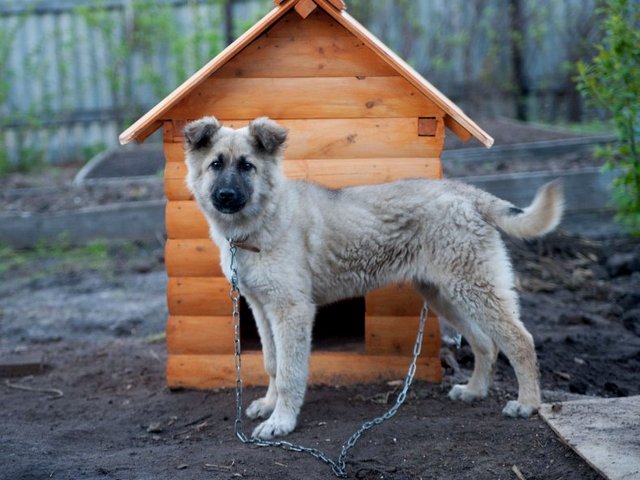 Все о собаках в Зеленогорске Все о собаках в Зеленогорске